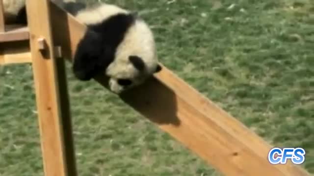 Pandas On Slides - Animals - Videotime.com