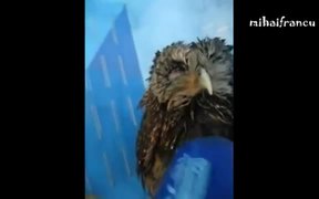 Animals Who Love Hair Dryers - Animals - VIDEOTIME.COM