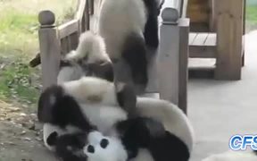 Pandas On Slides - Animals - VIDEOTIME.COM