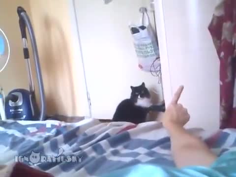 Cat Hates The Peace Sign - Animals - Videotime.com
