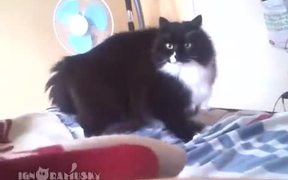 Cat Hates The Peace Sign - Animals - VIDEOTIME.COM