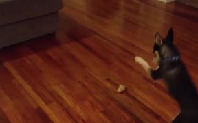 Adorable Puppy And Bone - Animals - VIDEOTIME.COM
