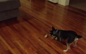 Adorable Puppy And Bone - Animals - VIDEOTIME.COM