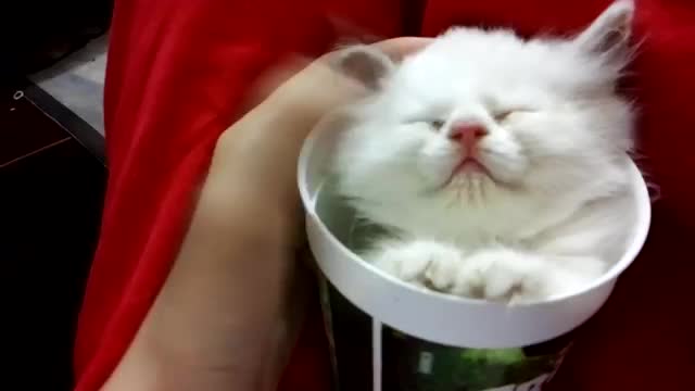 Kitten Sleeping In A Cup - Animals - Videotime.com
