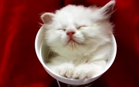 Kitten Sleeping In A Cup - Animals - VIDEOTIME.COM