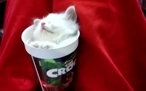 Kitten Sleeping In A Cup - Animals - VIDEOTIME.COM