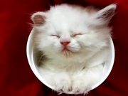 Kitten Sleeping In A Cup