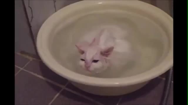 Kittens Warm Bath - Animals - Videotime.com