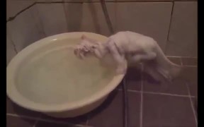 Kittens Warm Bath - Animals - VIDEOTIME.COM