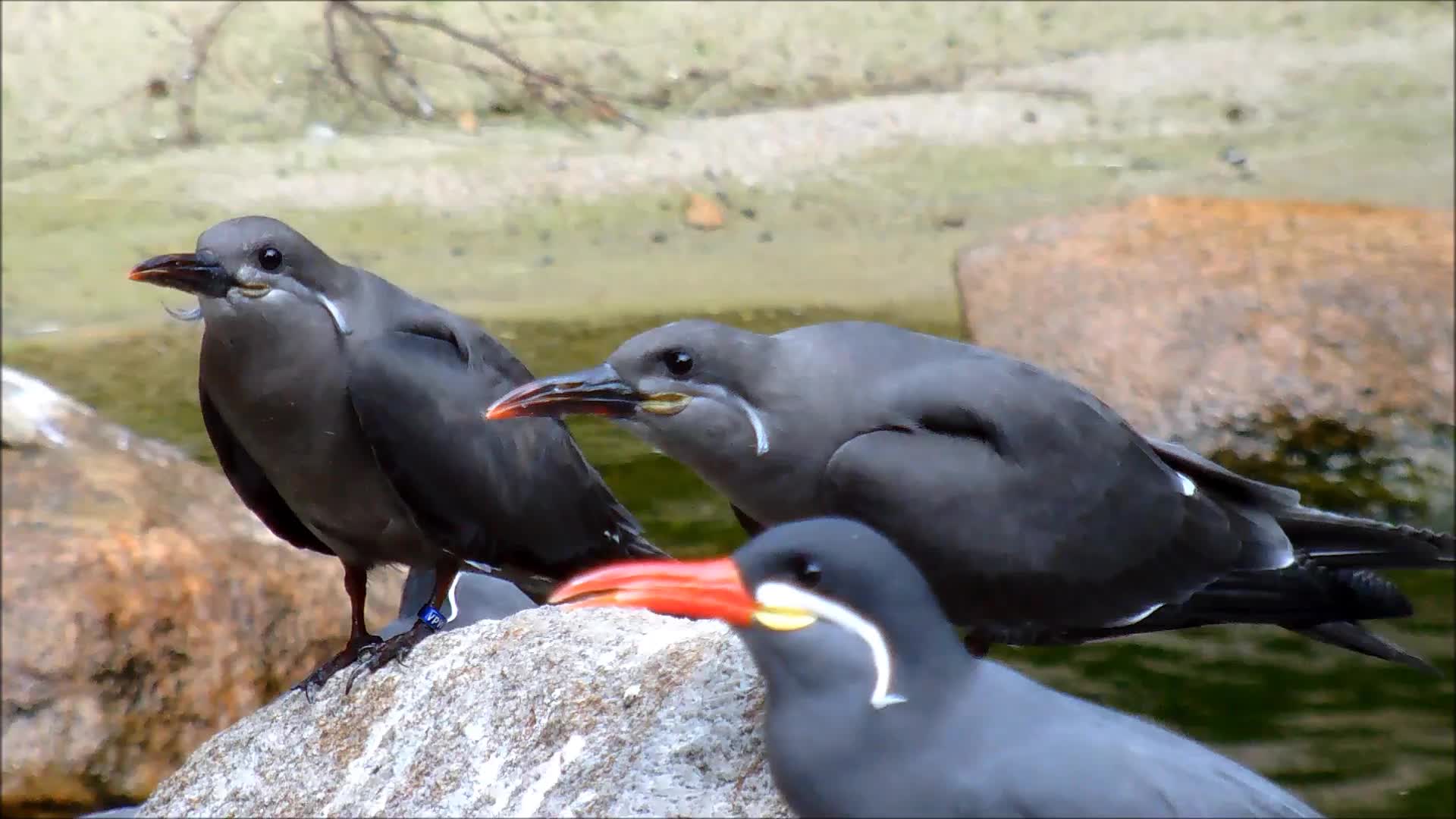 Juvenile Inca Terns - Animals - Videotime.com