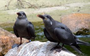 Juvenile Inca Terns - Animals - VIDEOTIME.COM
