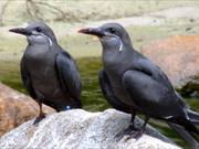 Juvenile Inca Terns