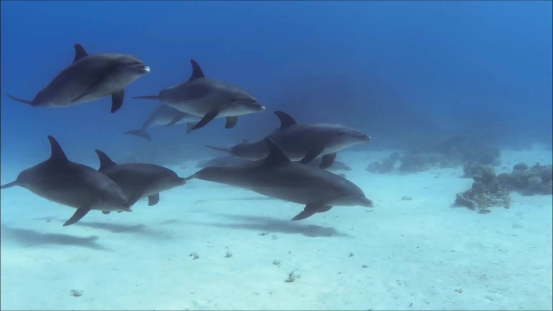 Dolphin Pod - Animals - Videotime.com