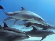 Dolphin Pod