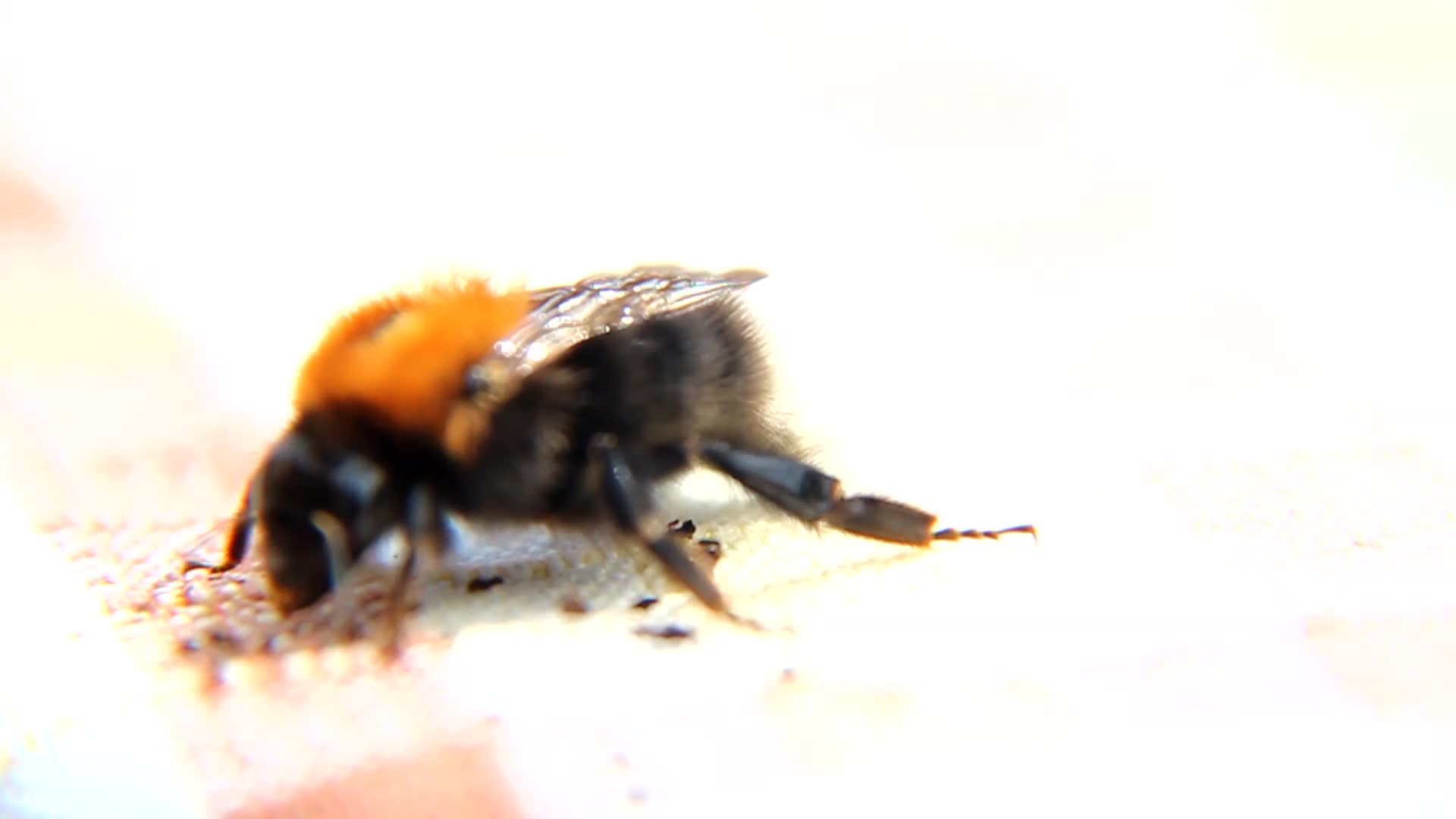 Bee Macro Slow Motion - Animals - Videotime.com