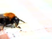 Bee Macro Slow Motion