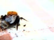 Bee Macro Slow Motion