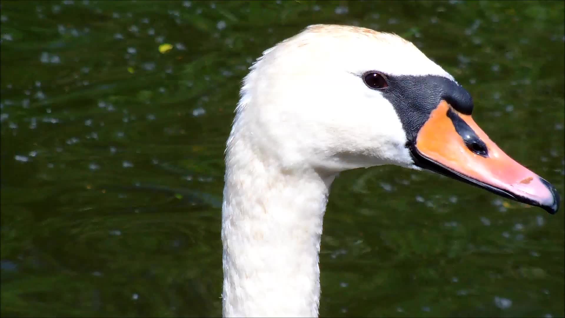 Swan Close-Up - Animals - Videotime.com