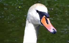 Swan Close-Up - Animals - VIDEOTIME.COM