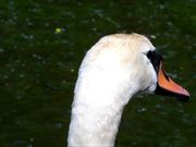 Swan Close-Up