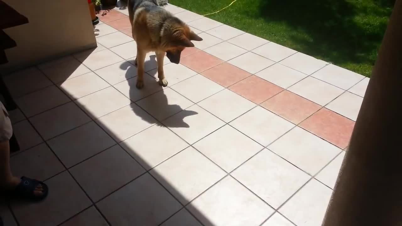 Dog Vs Shadow - Animals - Videotime.com