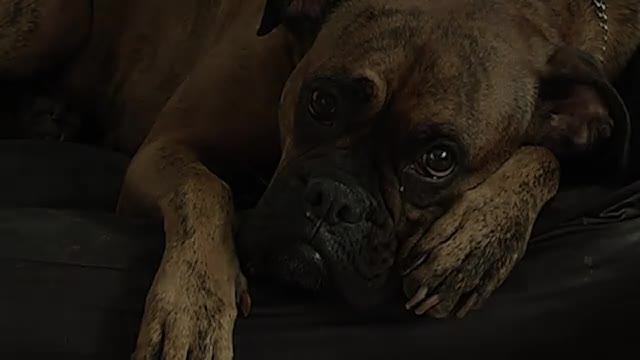 Sad Dog Diary - Animals - Videotime.com
