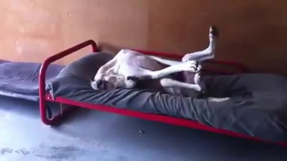 Great Dane Loves Bed - Animals - Videotime.com