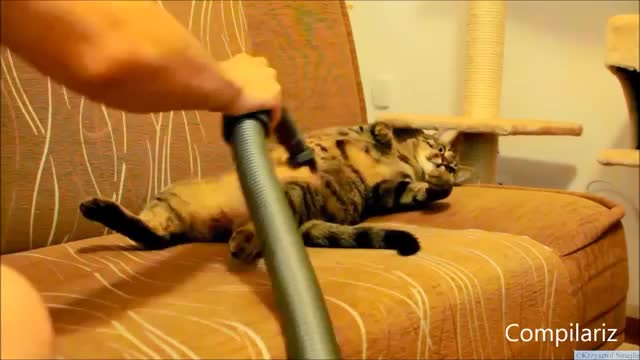 Cats Vs Vacums - Animals - Videotime.com