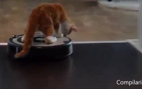 Cats Vs Vacums - Animals - VIDEOTIME.COM