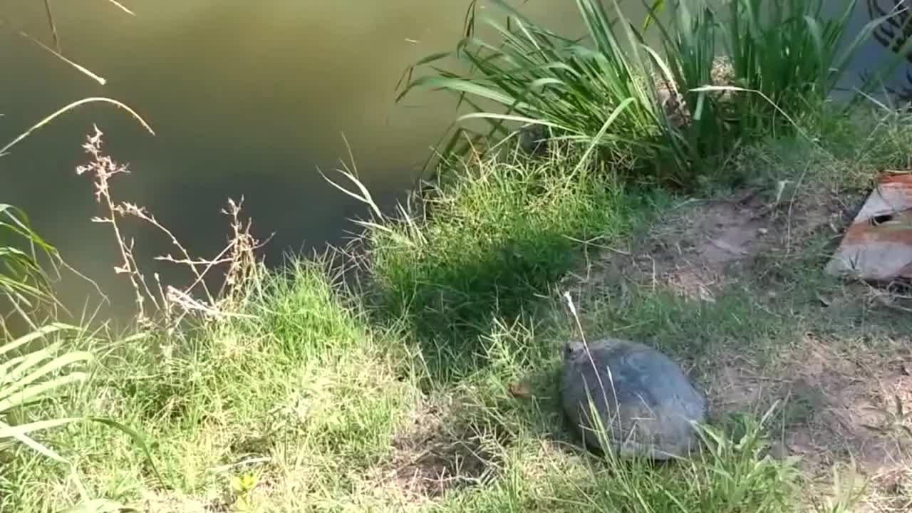 Epic Turtle Jump - Animals - Videotime.com