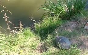 Epic Turtle Jump - Animals - VIDEOTIME.COM