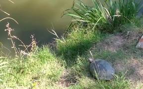 Epic Turtle Jump - Animals - VIDEOTIME.COM