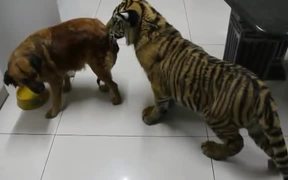 Dog Guards Water Bowl - Animals - VIDEOTIME.COM