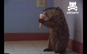 Woodchuck Eating Ice Cream - Animals - VIDEOTIME.COM