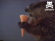 Woodchuck Eating Ice Cream