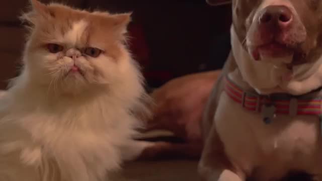 Slow Motion Dog Vs Cat - Animals - Videotime.com