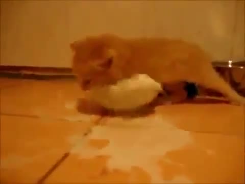 Kitten Loves Milk - Animals - Videotime.com