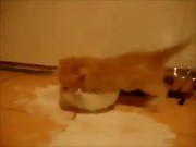 Kitten Loves Milk
