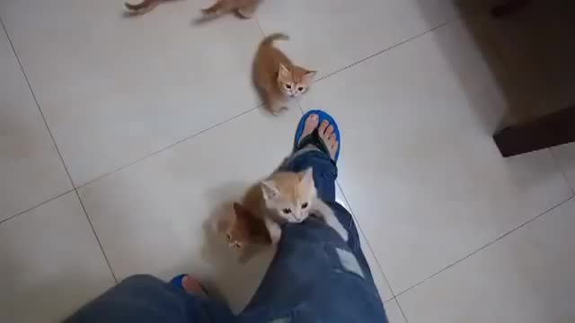 Kittens Climbing - Animals - Videotime.com