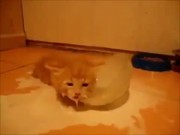 Kitten Loves Milk