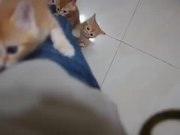 Kittens Climbing