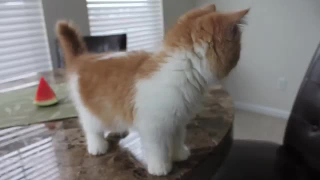 Cute Kitten Eating Watermelon - Animals - Videotime.com