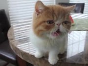 Cute Kitten Eating Watermelon