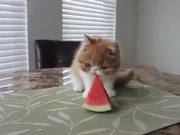 Cute Kitten Eating Watermelon