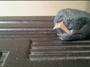 Magnetic Putty Time Lapse