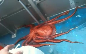 Octopus Houdini - Animals - Videotime.com