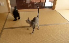 Flying Ninja Kitten - Animals - VIDEOTIME.COM