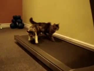 Cats On Treadmill - Animals - Videotime.com