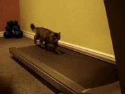 Cats On Treadmill