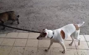 Cat Walks Dog Home - Animals - VIDEOTIME.COM